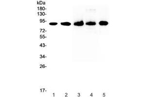 Western blot testing of 1) human HeLa, 2) human 22RV1, 3) rat spleen, 4) rat thymus and 5) mouse spleen lysate with CD44 antibody at 0. (CD44 antibody)