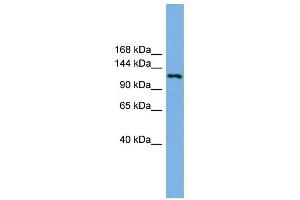 EIF4ENIF1 antibody used at 1 ug/ml to detect target protein.