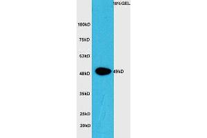 Lane 1: Mouse intestine lysate probed with Rabbit Anti-CTBP1 (Ser422) Polyclonal Antibody, Unconjugated (ABIN1386488) at 1:300 overnight at 4 °C. (CTBP1 antibody  (pSer422))