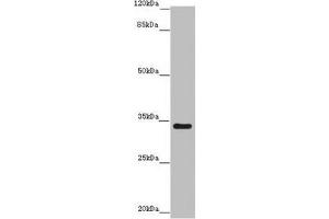 Western blot All lanes: IFT46 antibody at 8 μg/mL + Mouse skeletal muscle tissue Secondary Goat polyclonal to rabbit IgG at 1/10000 dilution Predicted band size: 35, 41 kDa Observed band size: 35 kDa