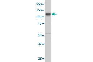 Image no. 1 for anti-EPH Receptor B3 (EPHB3) (AA 899-998) antibody (ABIN466010) (EPH Receptor B3 antibody  (AA 899-998))