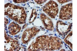 Image no. 9 for anti-Protein Disulfide Isomerase Family A, Member 4 (PDIA4) antibody (ABIN1500110) (PDIA4 antibody)