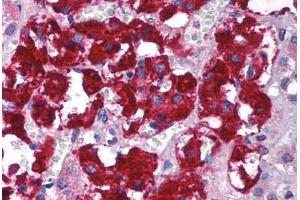 Human Adrenal (formalin-fixed, paraffin-embedded) stained with GNB2L1 antibody ABIN214111 at 5 ug/ml followed by biotinylated goat anti-rabbit IgG secondary antibody ABIN481713, alkaline phosphatase-streptavidin and chromogen. (GNB2L1 antibody  (C-Term))