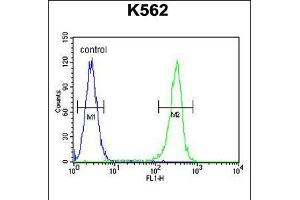 Flow cytometric analysis of K562 cells (right histogram) compared to a negative control cell (left histogram). (RECQL2 antibody  (AA 787-816))