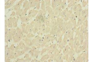 Immunohistochemistry of paraffin-embedded human heart tissue using ABIN7153256 at dilution of 1:100 (FXYD7 antibody  (AA 47-80))
