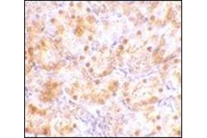 Immunohistochemistry of NENF in rat kidney tissue with this product at 10 μg/ml. (Neudesin antibody  (C-Term))