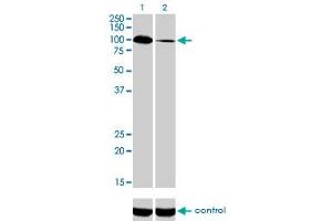 Western blot analysis of SYNJ2 over-expressed 293 cell line, cotransfected with SYNJ2 Validated Chimera RNAi (Lane 2) or non-transfected control (Lane 1). (Synaptojanin 2 antibody  (AA 1396-1495))