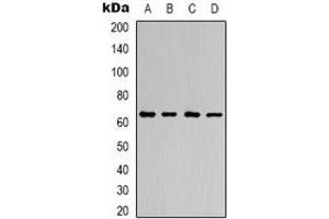 Western blot analysis of AMPK alpha 1 expression in Hela (A), K562 (B), NIH3T3 (C), H9C2 (D) whole cell lysates. (PRKAA1 antibody  (C-Term))