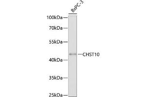 Western blot analysis of extracts of BxPC-3 cells, using CHST10 antibody (ABIN6132096, ABIN6138605, ABIN6138606 and ABIN6220580) at 1:3000 dilution. (CHST10 antibody  (AA 30-250))