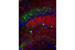 Indirect immunohistochemistry of a PFA fixed mouse hippocampus section with anti-Vamp7 (dilution 1 : 100; red) and anti-calretinin (cat. (VAMP7 antibody  (AA 119-188))