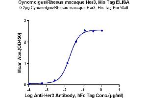 Immobilized Cynomolgus/Rhesus macaque Her3, His Tag at 2 μg/mL (100 μL/well) on the plate. (ERBB3 Protein (AA 20-641) (His tag))