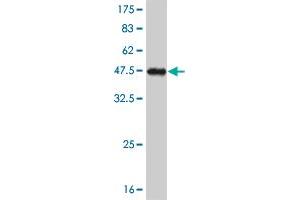 Western Blot detection against Immunogen (40. (NK2 Homeobox 5 antibody  (AA 1-130))