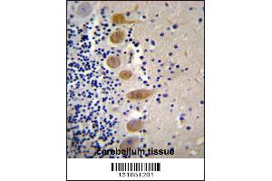 MST1 Antibody immunohistochemistry analysis in formalin fixed and paraffin embedded human cerebellum tissue followed by peroxidase conjugation of the secondary antibody and DAB staining. (MST1 antibody  (C-Term))