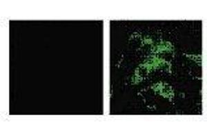 Immunofluorescence (IF) image for anti-SARS-Coronavirus Spike Protein (SARS-CoV S) antibody (ABIN2452119) (SARS-CoV Spike antibody)