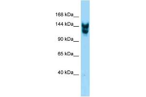 Western Blotting (WB) image for anti-Nucleoporin 160kDa (NUP160) (C-Term) antibody (ABIN2788928) (NUP160 antibody  (C-Term))