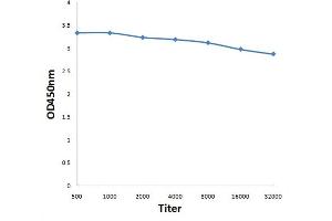 Antigen: 0. (NUAK1 antibody  (AA 451-550))