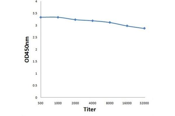 NUAK1 antibody  (AA 451-550)