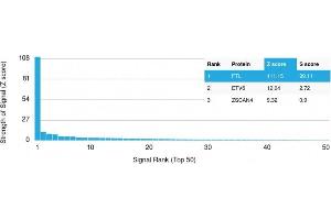 Analysis of Protein Array containing more than 19,000 full-length human proteins using Ferritin, Light Chain Mouse Monoclonal Antibody (FTL/1389) Z- and S- Score: The Z-score represents the strength of a signal that a monoclonal antibody (MAb) (in combination with a fluorescently-tagged anti-IgG secondary antibody) produces when binding to a particular protein on the HuProtTM array. (FTL antibody  (AA 38-165))