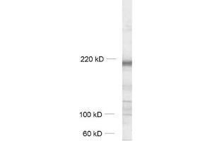 Western Blotting (WB) image for anti-G Protein-Coupled Receptor Associated Sorting Protein 1 (GPRASP1) (AA 64-440) antibody (ABIN1742524) (GPRASP1 antibody  (AA 64-440))
