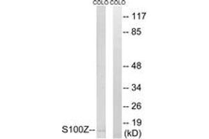 Western blot analysis of extracts from COLO cells, using S100Z Antibody. (S100Z antibody  (AA 2-51))