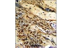 Formalin-fixed and paraffin-embedded human placenta with MGMT Antibody (C-term), which was peroxidase-conjugated to the secondary antibody, followed by DAB staining. (MGMT antibody  (C-Term))