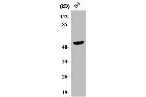Western Blot analysis of 293 cells using CPA5 Polyclonal Antibody (CPA5 antibody  (Internal Region))