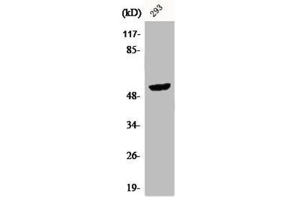 CPA5 antibody  (Internal Region)