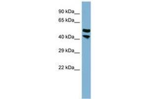 Image no. 1 for anti-PRR5L / FLJ14213 (AA 251-300) antibody (ABIN6741865) (PRR5L / FLJ14213 (AA 251-300) antibody)