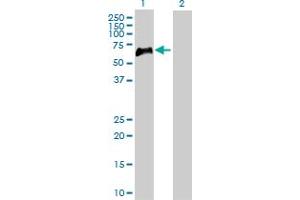 Western Blot analysis of TNFRSF1B expression in transfected 293T cell line by TNFRSF1B MaxPab polyclonal antibody.