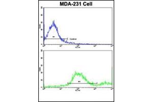 Flow cytometric analysis of MDA-231 cells using ADRA2B Antibody (Center)(bottom histogram) compared to a negative control cell (top histogram). (ADRA2B antibody  (AA 349-378))