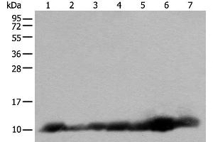 Western blot analysis of 293T and RAW264. (C14orf2 antibody)