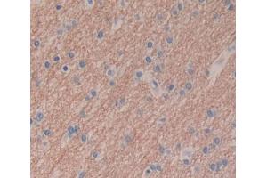 #VALUE! (TECTB antibody  (AA 18-329))