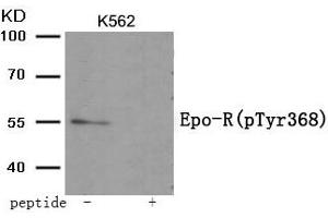 Western blot analysis of extracts from K562 tissue using Epo-R (Phospho-Tyr368) antibody. (EPOR antibody  (pTyr368))