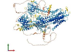 AlphaFold protein structure predicition of Human Recombinant ATP10D Protein, UniprotID Q9P241 (ATP10D Protein (AA 1-1426) (His tag))