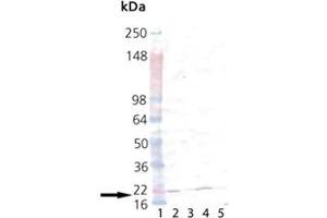 Western blot analysis of p23: Lane 1: MW, Lane 2: p23 , Lane 3: HeLa (Heat Shocked), Lane 4: mouse testes, and Lane 5: rat testes probed with p23, pAb . (CDK5R1 antibody)