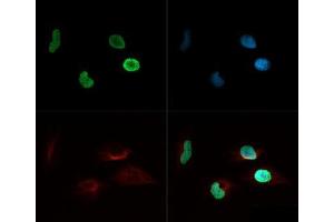 Immunofluorescence of Rabbit Anti-Histone H4 [ac Lys8] Antibody. (Histone H4 antibody  (acLys8))