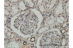 Immunoperoxidase of monoclonal antibody to NRF1 on formalin-fixed paraffin-embedded human kidney.