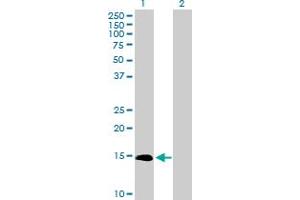 Western Blot analysis of IL3 expression in transfected 293T cell line by IL3 MaxPab polyclonal antibody. (IL-3 antibody  (AA 1-152))
