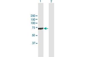 Western Blot analysis of CFHR5 expression in transfected 293T cell line by CFHR5 MaxPab polyclonal antibody.