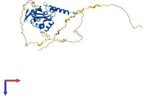 ATCAY Protein (AA 1-372) (His tag)
