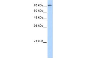 Western Blotting (WB) image for anti-Splicing Factor Proline/glutamine-Ric (SFPQ) antibody (ABIN2462180) (SFPQ antibody)