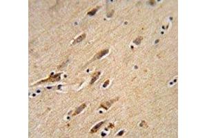ARF1 antibody immunohistochemistry analysis in formalin fixed and paraffin embedded human brain tissue. (ARF1 antibody  (AA 80-106))