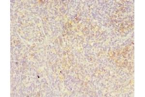 Immunohistochemistry of paraffin-embedded human thymus tissue using ABIN7158438 at dilution of 1:100 (LITAF antibody  (AA 1-161))