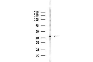 anti-Cell Adhesion Molecule 3 (CADM3) (Internal Region) antibody