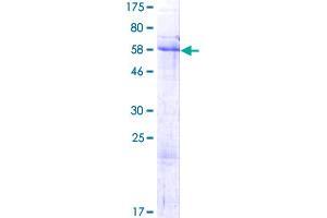 NRIP2 Protein (AA 1-281) (GST tag)