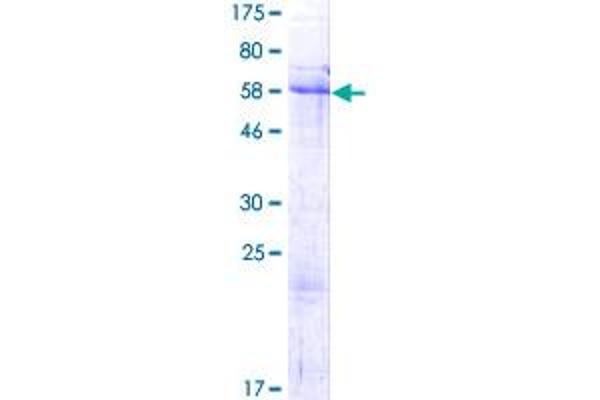 NRIP2 Protein (AA 1-281) (GST tag)