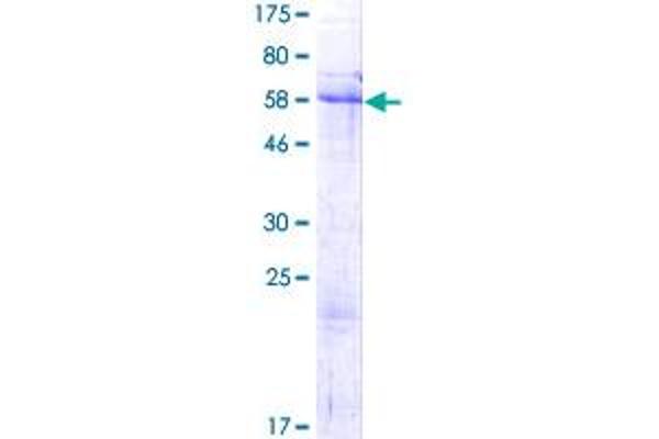 NRIP2 Protein (AA 1-281) (GST tag)