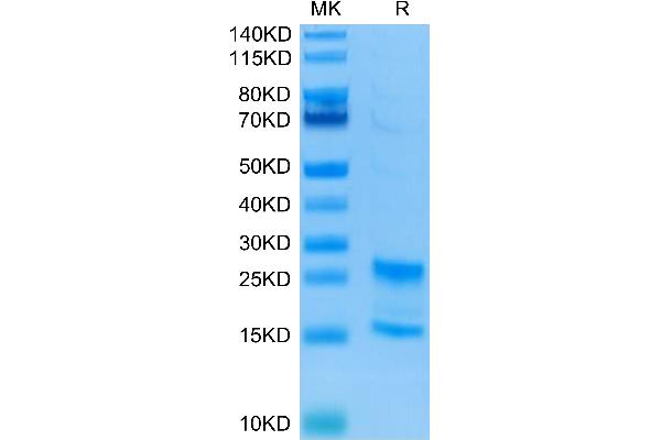 IL-17A/F Protein (AA 24-155) (His tag)