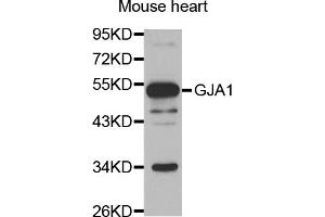 Western blot analysis of extracts of mouse heart, using GJA1 antibody (ABIN5971190) at 1/1000 dilution. (Connexin 43/GJA1 antibody)