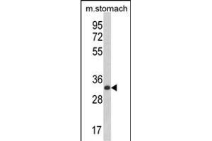 Western blot analysis of CDIPT Antibody (Center) (ABIN652986 and ABIN2842627) in mouse stomach tissue lysates (35 μg/lane). (CDIPT antibody  (AA 99-125))